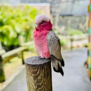 Meet your Posher, Ariel